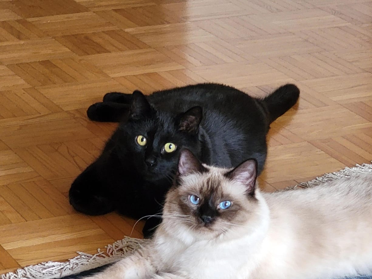 Steibs Katzen Mäx und Luna schenken ihm mehr Liebe, als es viele Menschen könnten.