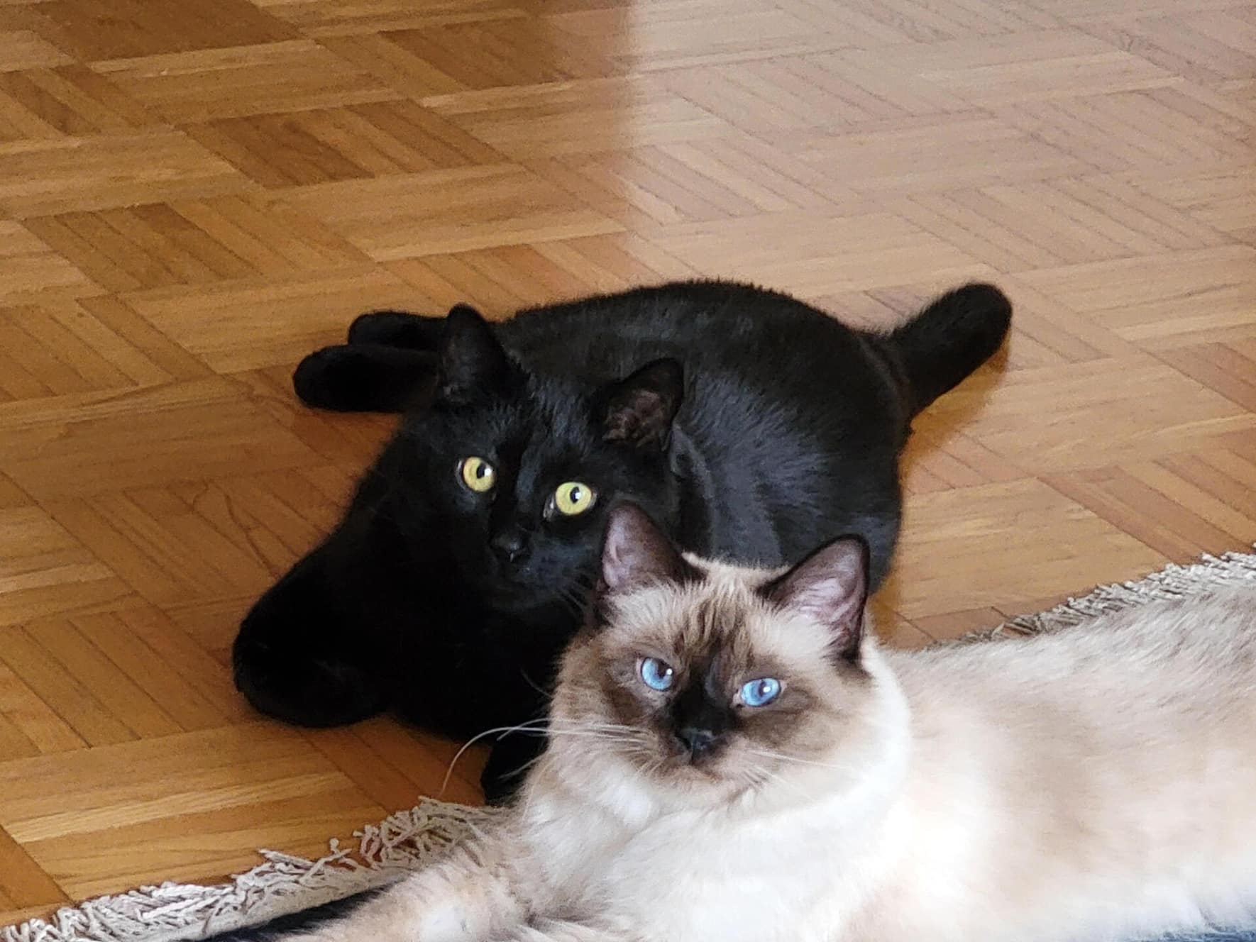 Steibs Katzen Mäx und Luna schenken ihm mehr Liebe, als es viele Menschen könnten.