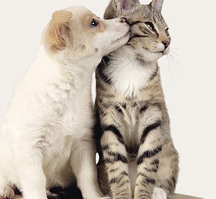 Hund Und Katze Freunde Oder Nicht Glückspost