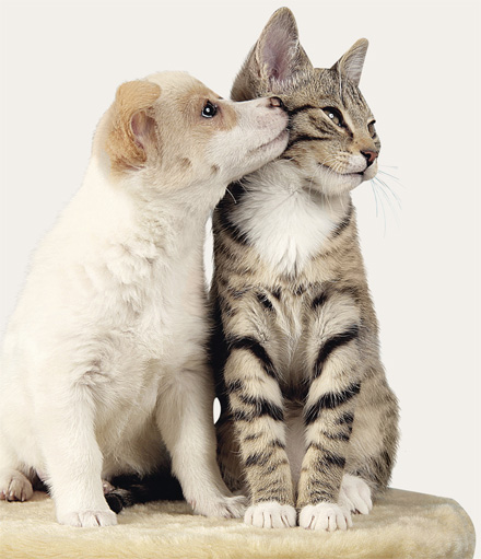 hund und katze freunde  oder nicht  glückspost