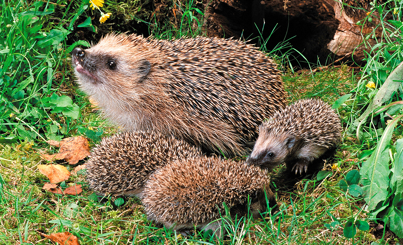 Im Frühling ist bei den Igeln Paarungszeit – wie bei vielen Wildtieren. 