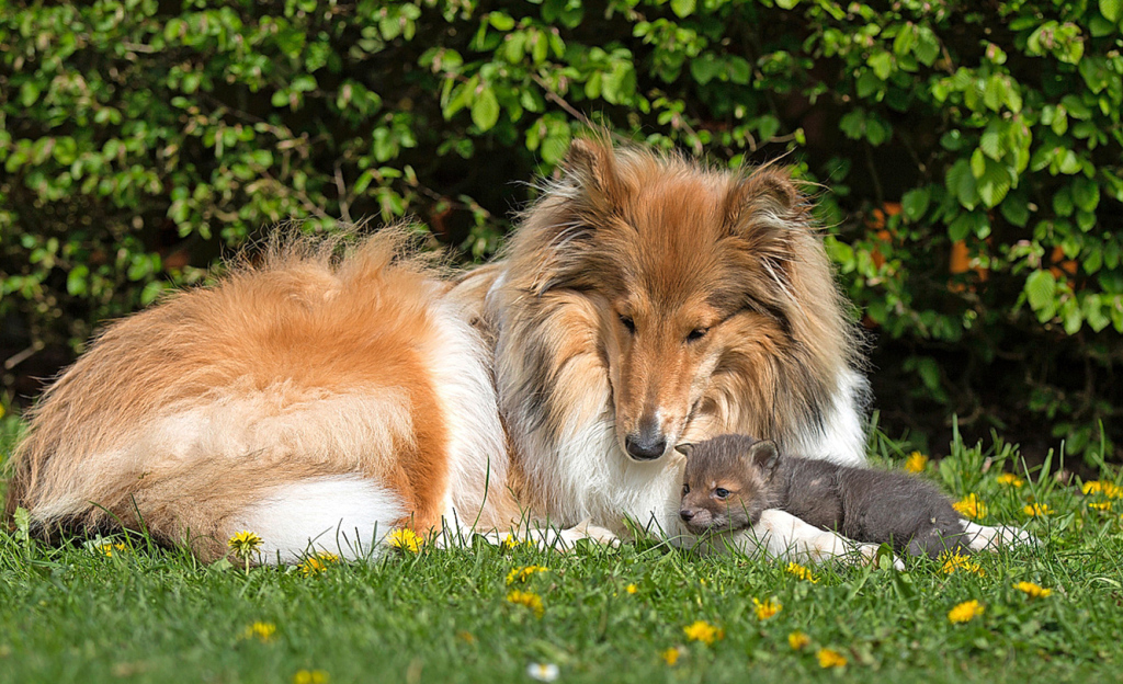 Ein ungewöhnliches Duo: Collie-Hündin Ziva wurde zur Ersatzmutter von DiNozzo. Sie sozialisierte und beschützte den Fuchs wie einen eigenen Welpen.