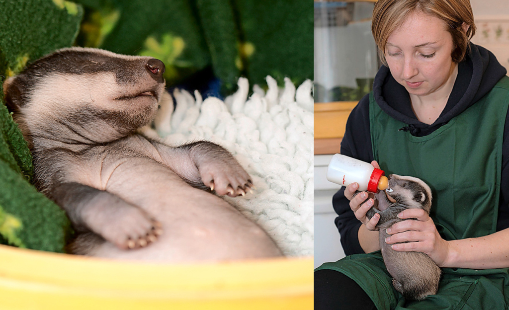 Ein Schläfchen gefällig? Die kleinen Dachse brauchen nebst Futter viel Ruhe. In einigen Monaten sollen sie ausgewildert werden. Rechts: Mit Herzblut kümmert sich «Pflegemutter» Jess um die Jungtiere.