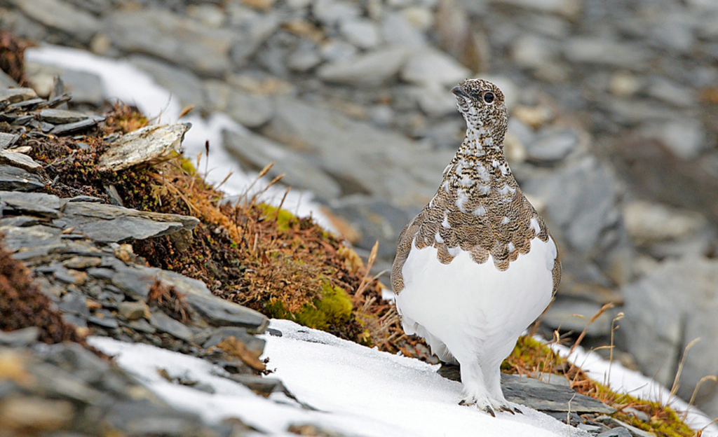 Getarnt: Das Winterkleid der Vögel ist weiss, dass Sommerkleid graubraun.