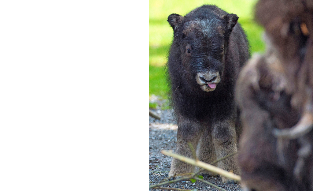 Tierpark Dählhölzli: Fürs Essen sind auch die kleinen Moschusochsen (r.) stets zu haben. Dank nahrhafter Muttermilch nehmen sie täglich 500 Gramm zu.