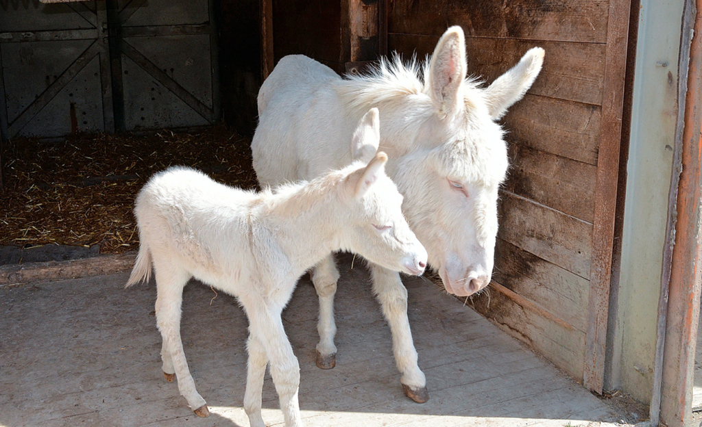 Natur- und Tierpark Goldau SZ: Nein, das sind keine Albinos! Peppino und seine Mutter sind Weisse Barock-Esel. Die helle Farbe wurde herangezüchtet. Denn wer zur Barockzeit etwas auf sich hielt, besass weisse Tiere.