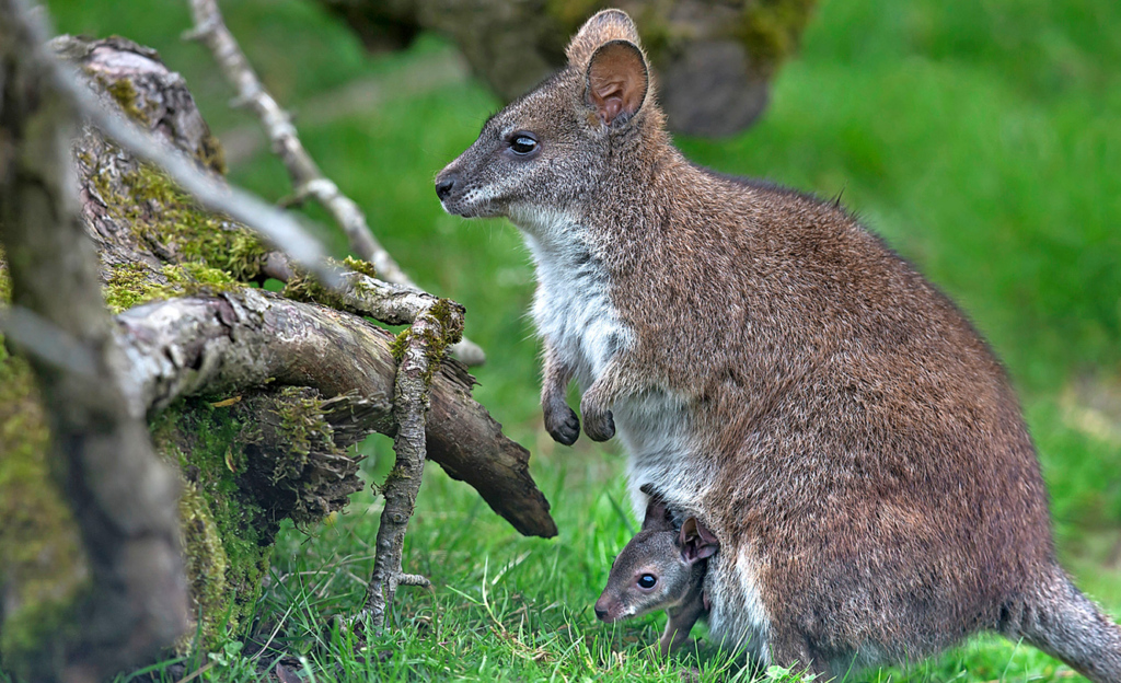 Walter Zoo Gossau SG: Was das wohl für ein Tier ist? Ein Parmawallaby! Die Art galt bis 1995 als ausgestorben, wurde dann auf der zu Neuseeland gehörenden Insel Kawau Island wiederentdeckt.