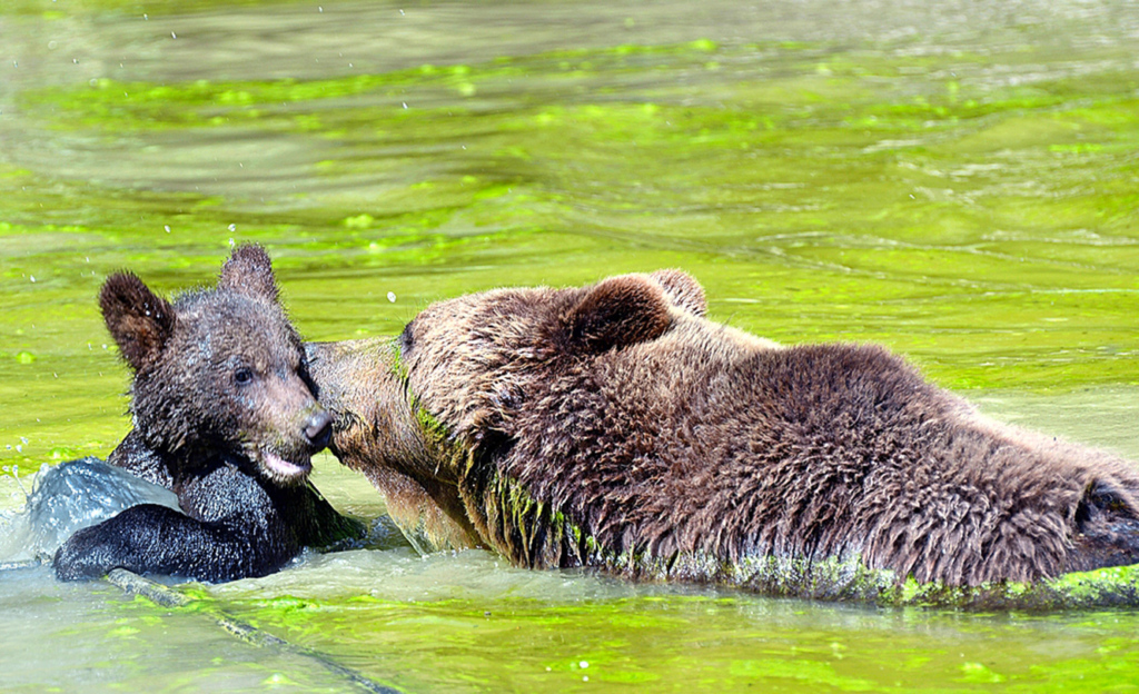 Wildnispark Langenberg ZH: Gleich drei Bärenjunge unterhalten die Besucher. Am liebsten toben sie mit ihrer Mutter, planschen fröhlich im Wasserbecken oder liefern sich spielerische Kämpfe.