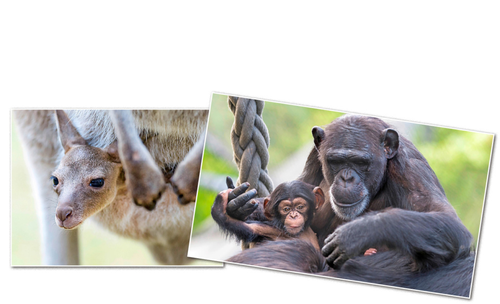Zoo Basel: Schimpansen-Bub Nkombe kam im April zur Welt und war ein Überraschungsbaby – das natürlich freudig willkommen geheissen wurde. Genau wie die kleinen herzigen Kängurus.