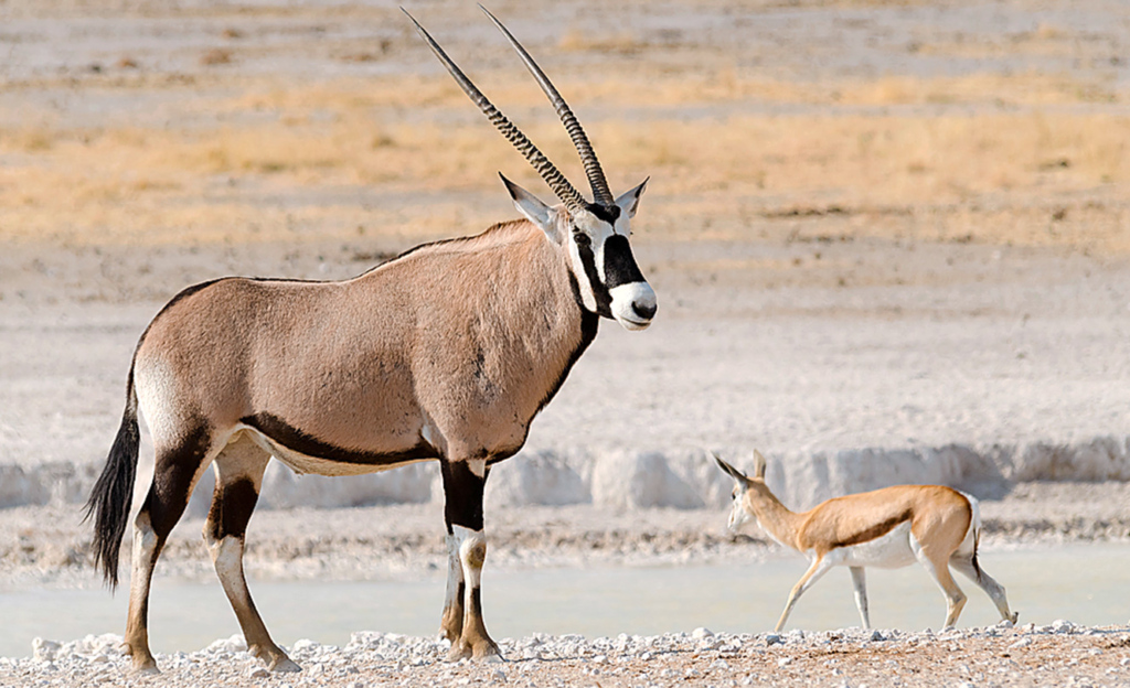 Hitze ist für die in Afrika und der arabischen Halbinsel vorkommende Oryxantilope kein Problem: Sie kommt tage-, ja sogar wochenlang ohne Wasser aus und kann die eigene Körpertemperatur so regeln, dass der Flüssigkeitsbedarf gering gehalten wird.