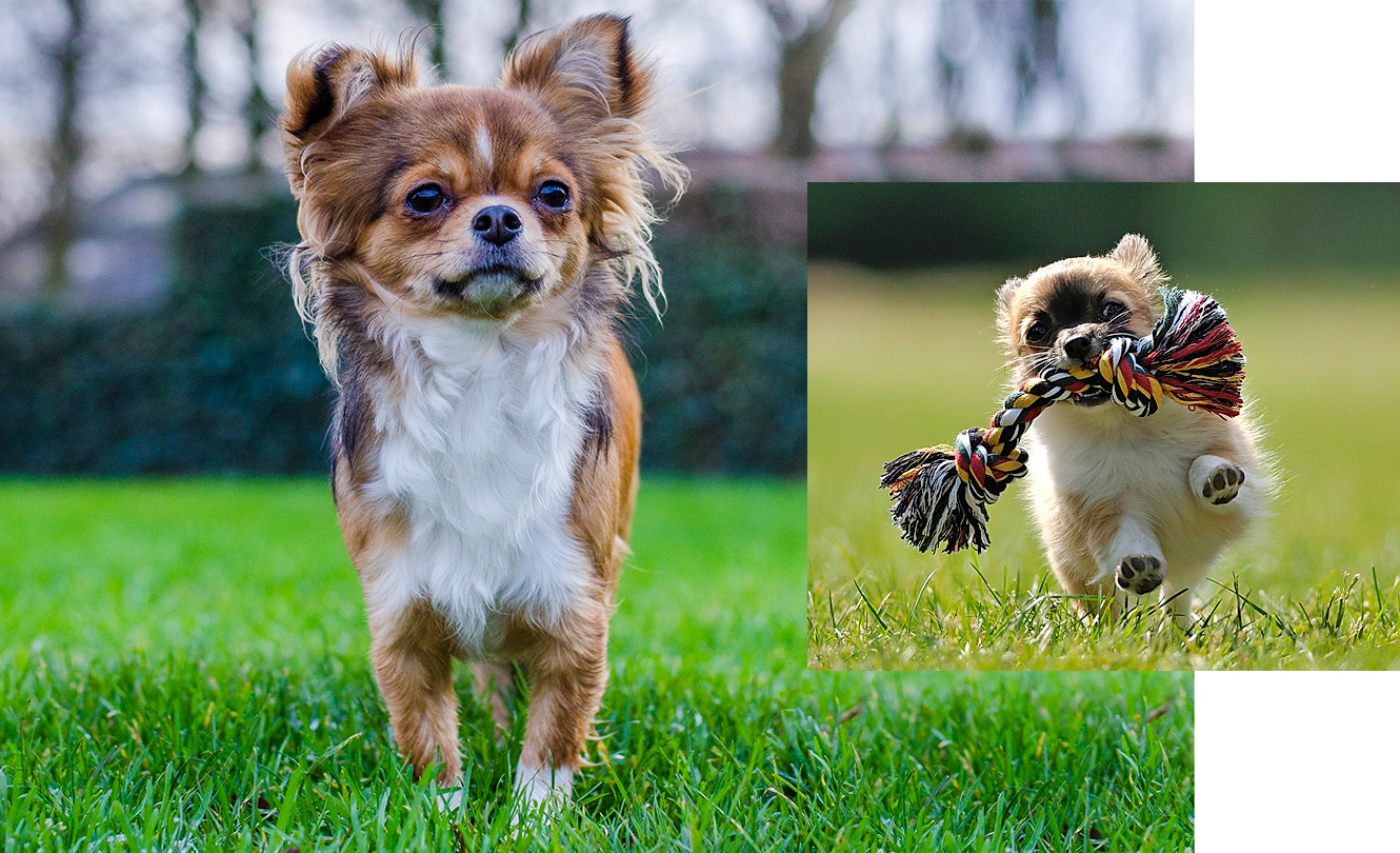 Ja, ich bin ein echter Hund! GlücksPost