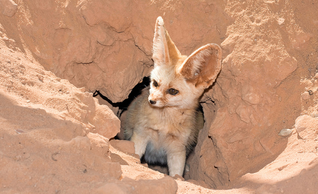 Mit seinen grossen Ohren ist der Wüstenfuchs ein süsser Kerl. Diese sind aber mehr als nur Zierde: Über sie leitet er Wärme ab. Auf Wasser ist das nachtaktive Sahara-Tier nicht angewiesen: Ihm reicht die Flüssigkeit, die es über die Nahrung aufnimmt.