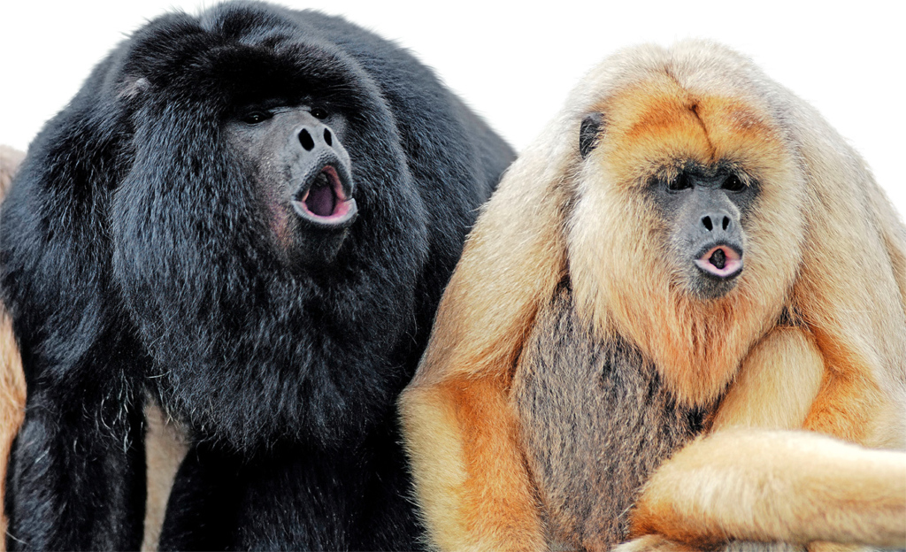 Ohren zu! Die in Mittel- und Südamerika beheimateten Brüllaffen sind die lautesten Landtiere. Ihr Gebrüll klingt wie ein Gemisch aus Hundegebell und Eselsgeschrei.