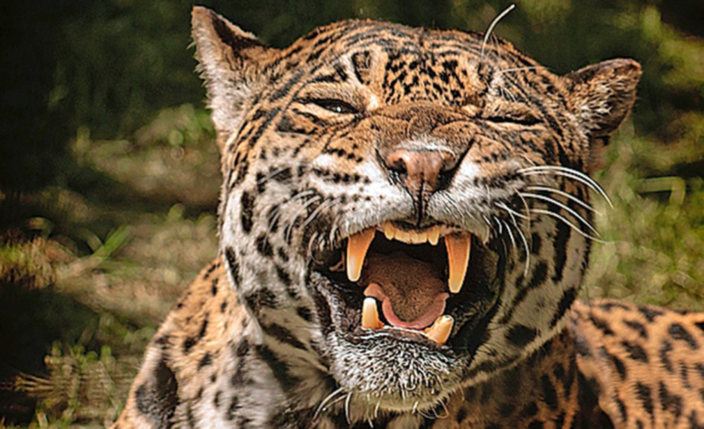 Aufgepasst: Der Jaguar hat die «höchste Beisskraft einer Grosskatze im Verhältnis zu ihrer Grösse».