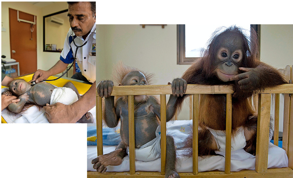 Dr. Sabapathy kontrolliert regelmässig den Zustand seiner Patienten. 
