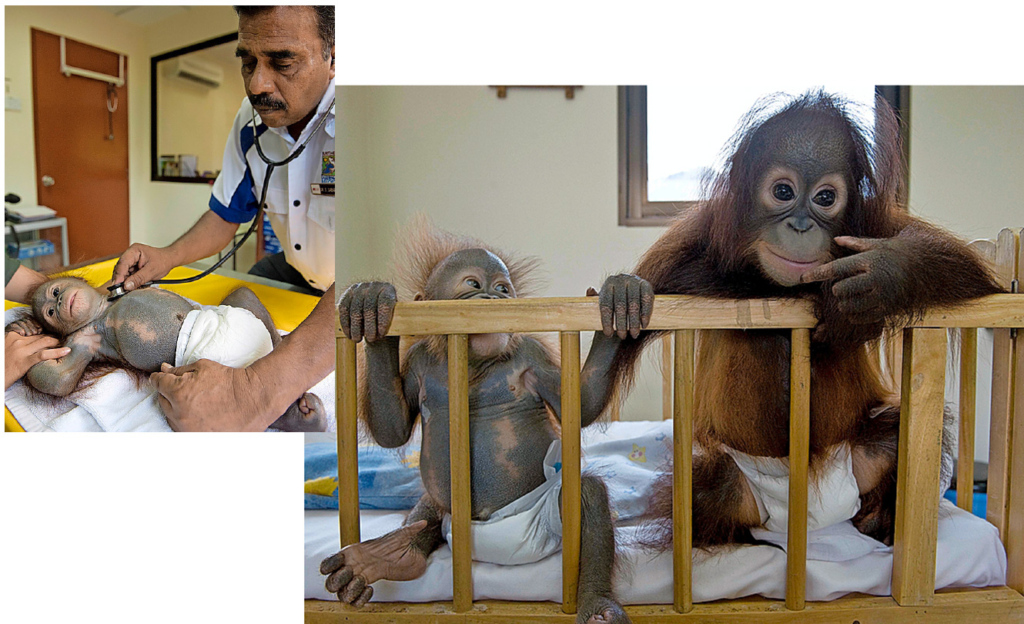 Dr. Sabapathy kontrolliert regelmässig den Zustand seiner Patienten.