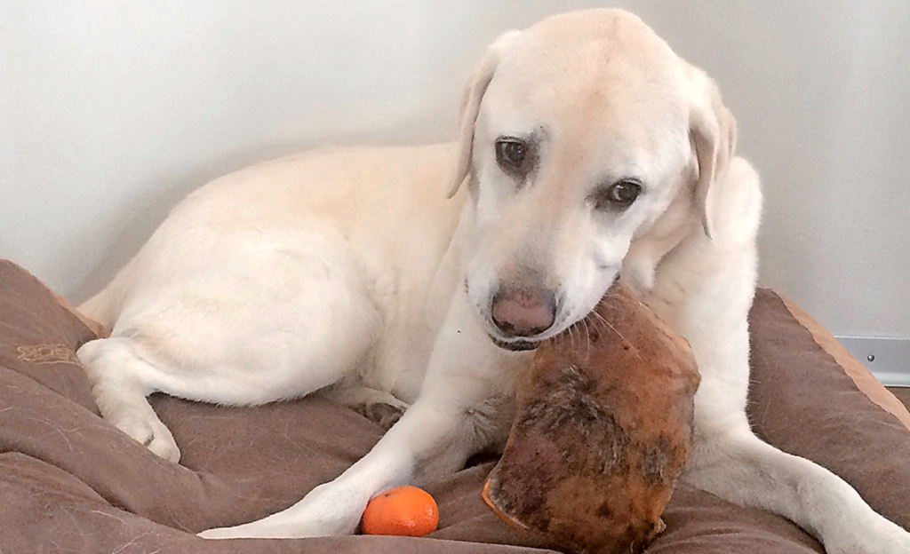Auch Labrador Theo wird an Weihnachten beschenkt (o). Die Sängerin liebt ihren Vierbeiner und geniesst die täglichen Spaziergänge mit ihm.