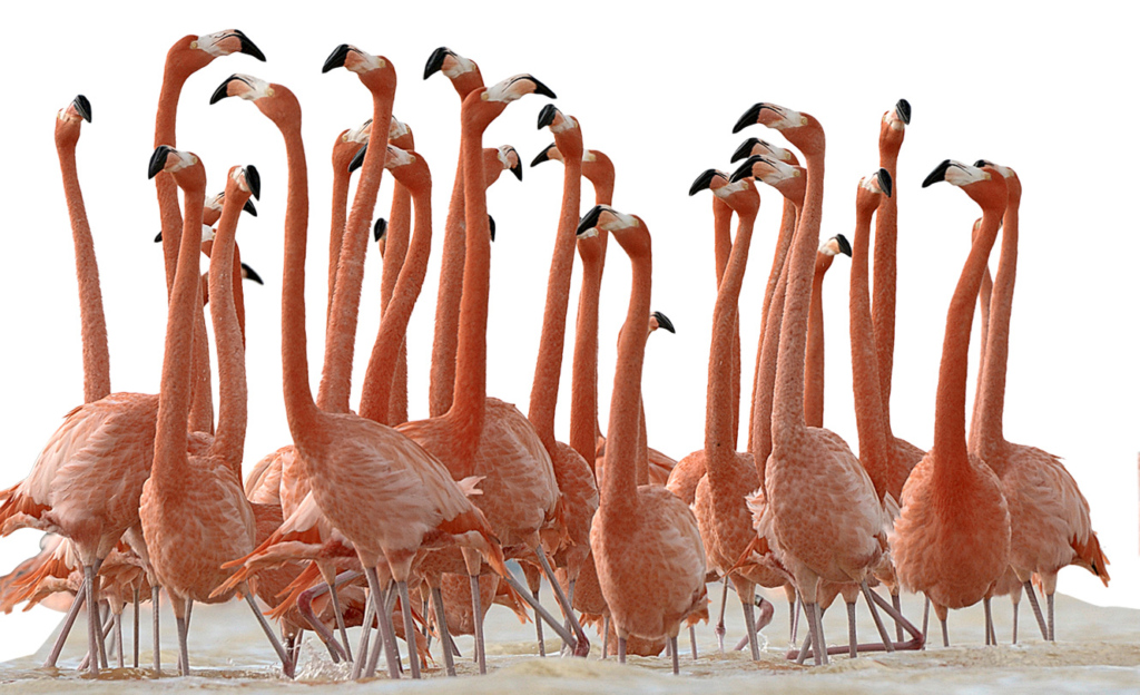 Wenn das nicht ankommt: Flamingo-Männchen führen eine Art Gruppentanz auf, der bei allen Arten ähnlich ist. «Das sieht man bei uns im Zolli auch», erzählt Tanja Dietrich vom Zoo Basel. «Sie recken dann die Hälse hoch und drehen den Kopf ruckartig hin und her. Und machen dabei einen Höllenlärm.»