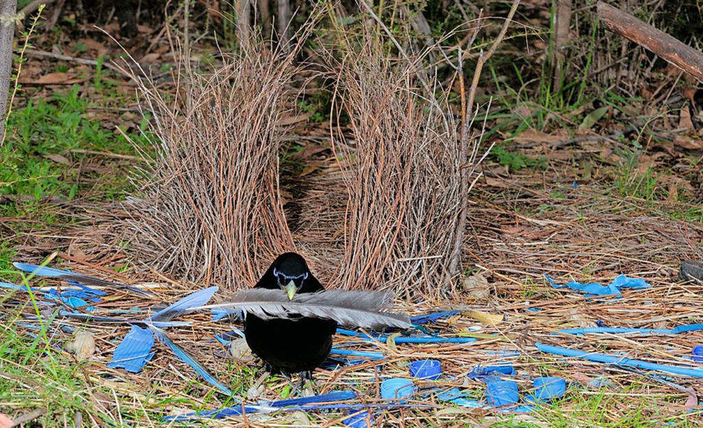Um zu imponieren baut der Seidenlaubenvogel aus Australien eine Laube und schmückt den Vorplatz, etwa mit Blüten und Federn. Bevorzugte Farbe ist Blau. Im Streit um die Damen beklauen sich die Männchen auch oder zerstören fremde Lauben.